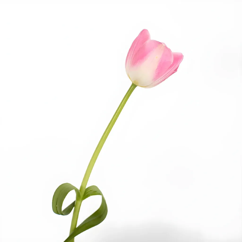Blush Bulk Tulips