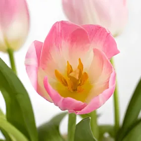 Blush Bulk Tulips