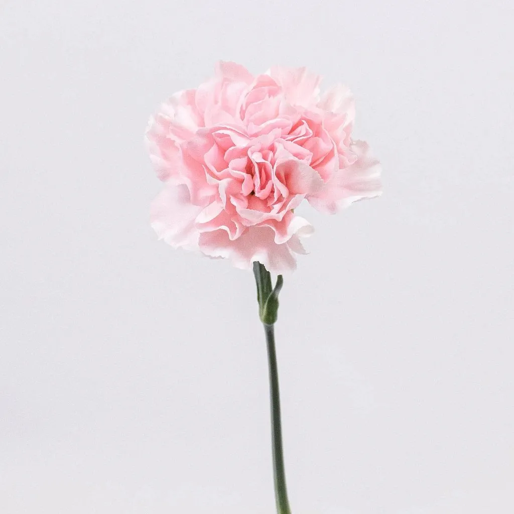 Soft Pink Fresh Carnation Flowers